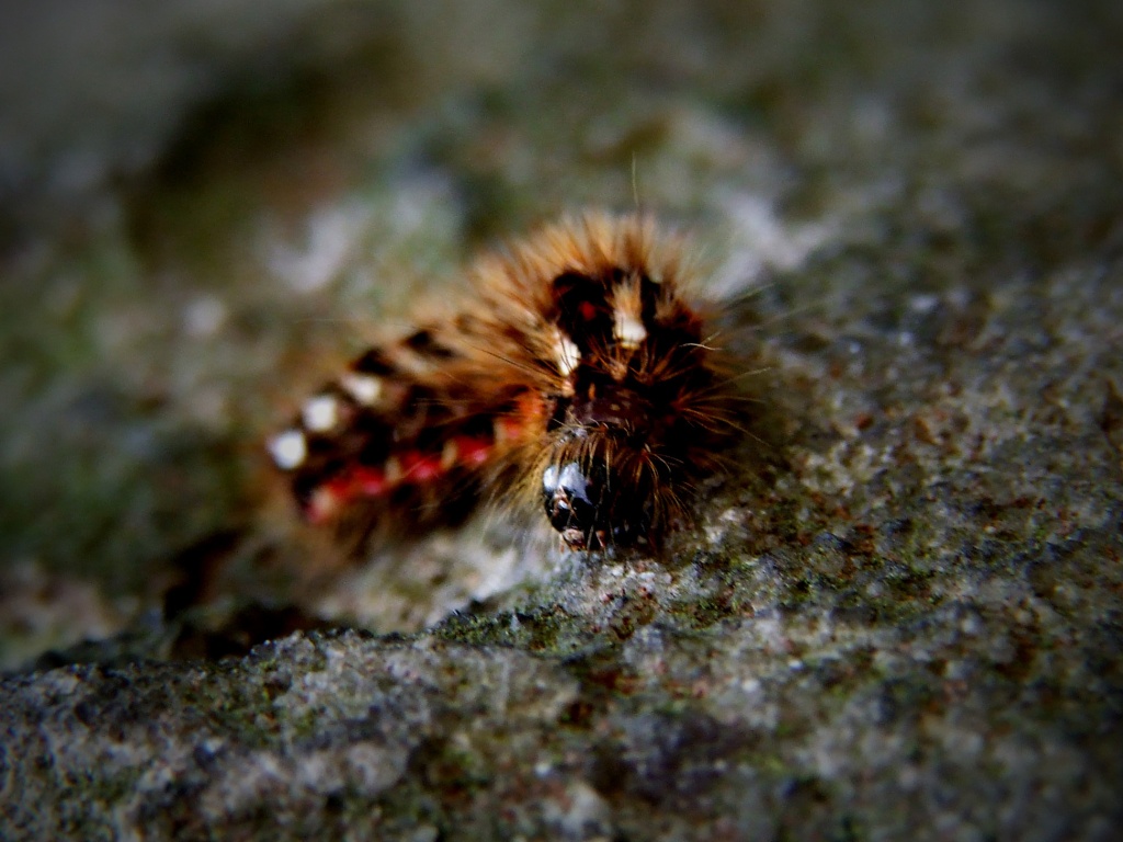 Closeup of a Painted Lady caterpillar